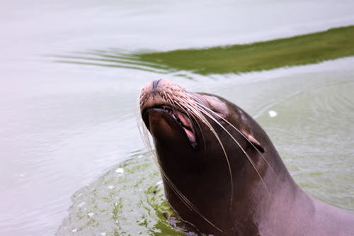 Deniz aslanı, deniz yaban hayatı, fok içeren Ücretsiz stok fotoğraf