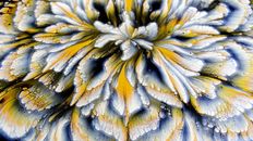 Yellow and White Flower in Close Up Photography