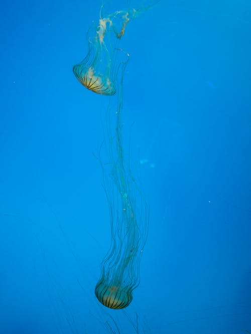 Free A Jellyfishes Underwater Stock Photo