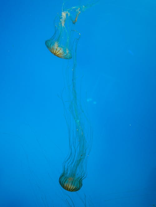 A Jellyfishes Underwater