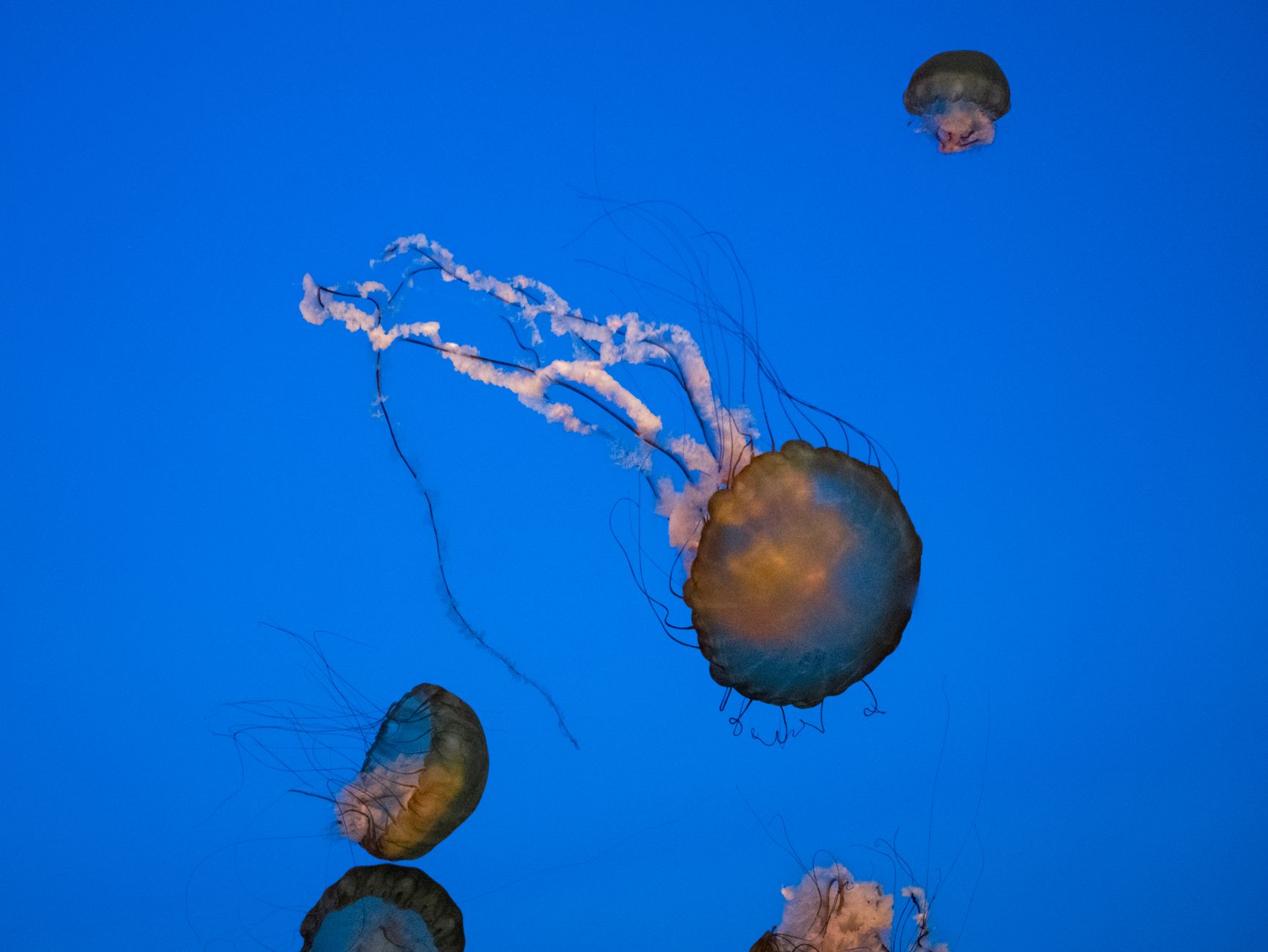 Stunning view of jellyfish swimming gracefully in blue ocean waters.
