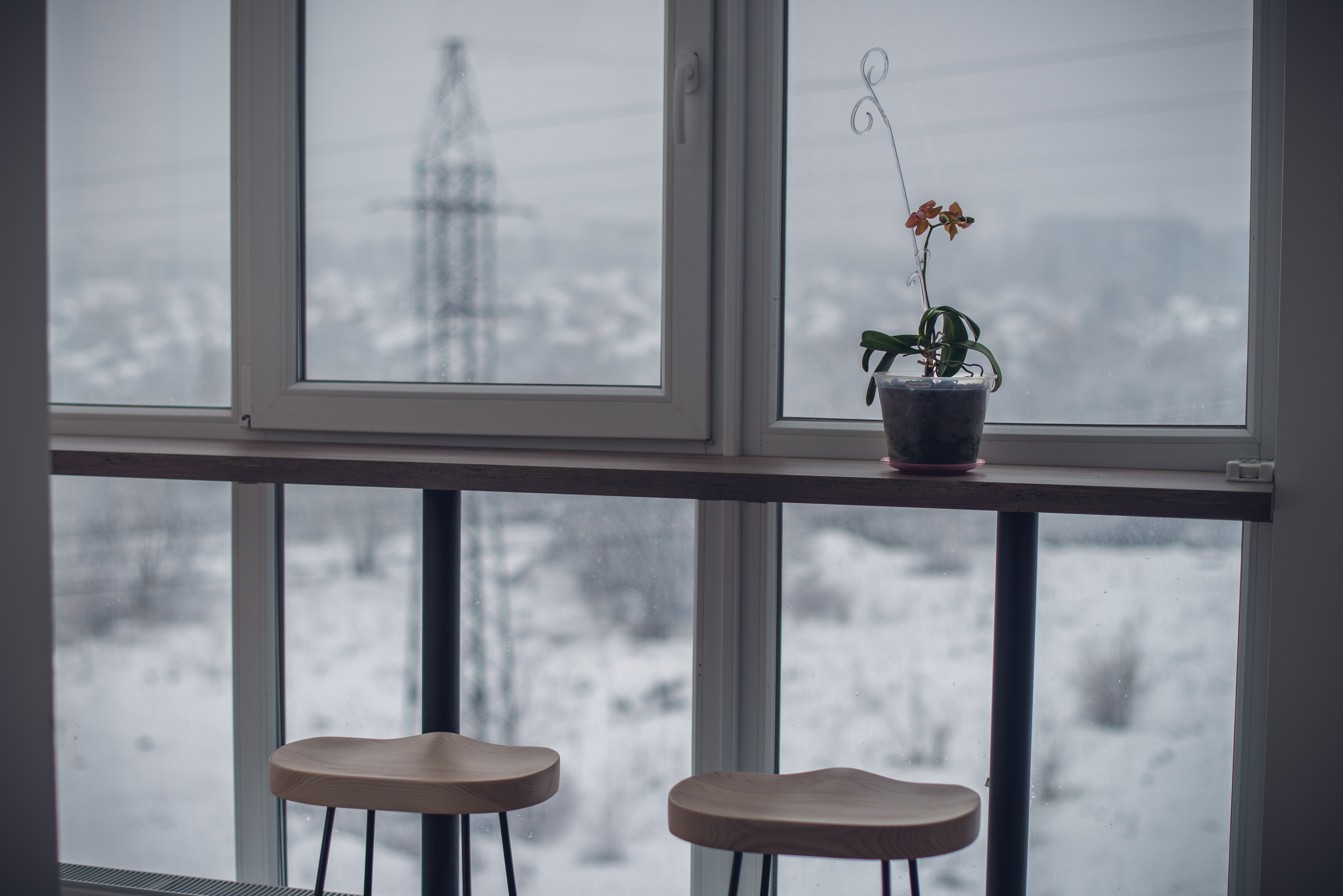 Dense green Spirulina culture jar on a cozy winter windowsill overlooking snow