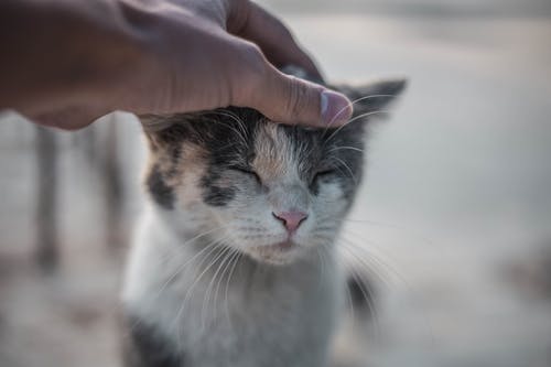 Foto profissional grátis de acariciando, animais de estimação, animal