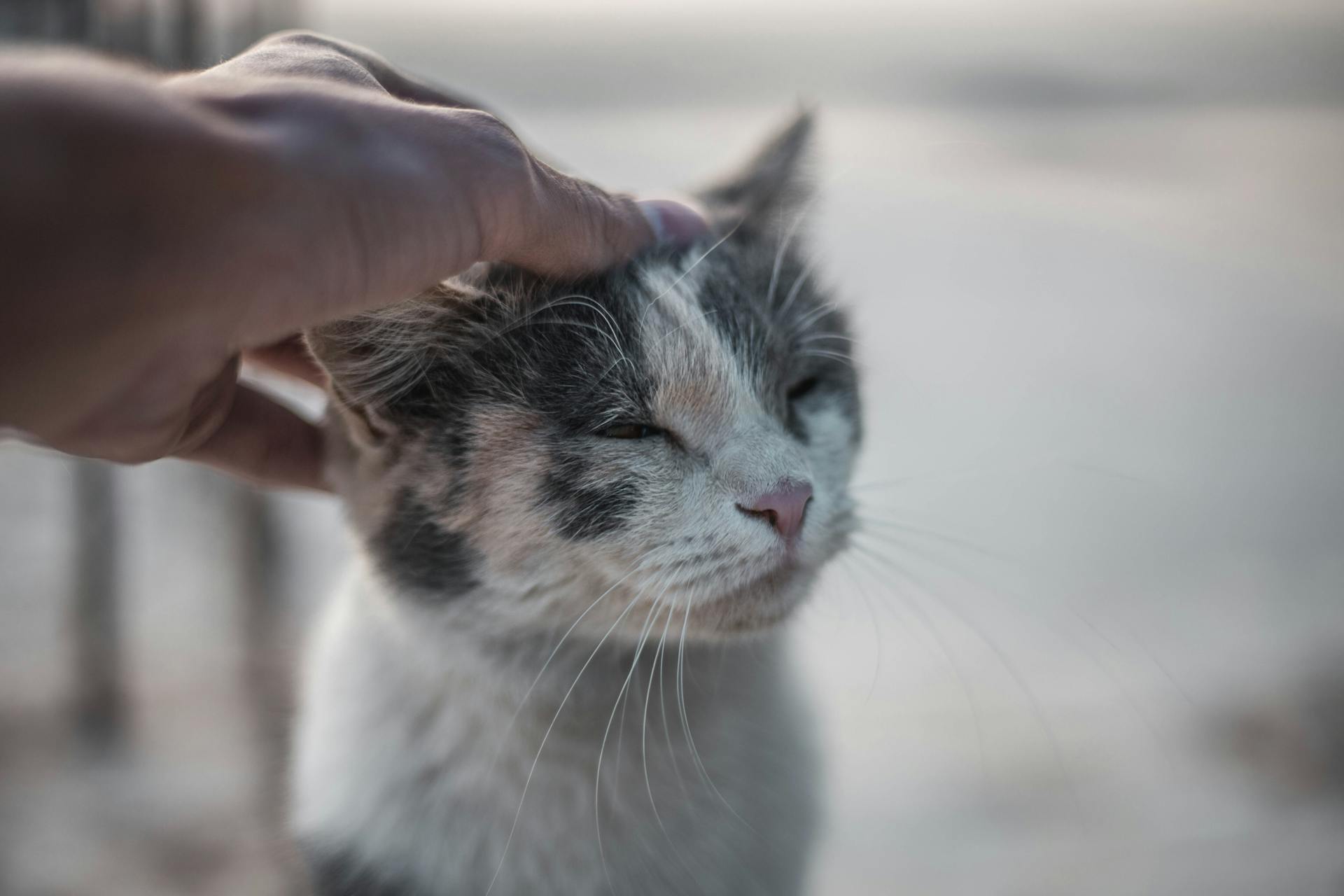 Close-up of a Person Petting a Cat