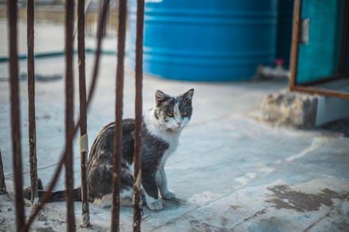 Foto d'estoc gratuïta de animal, assegut, brut