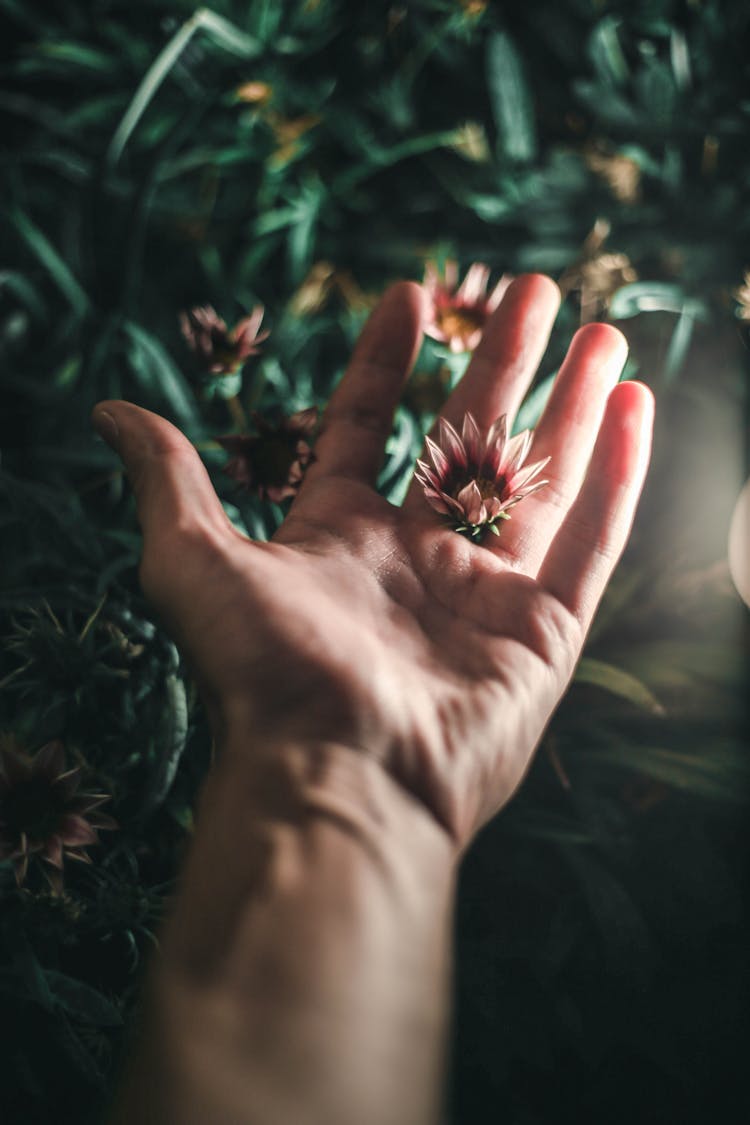 Hand Touching Exotic Flower