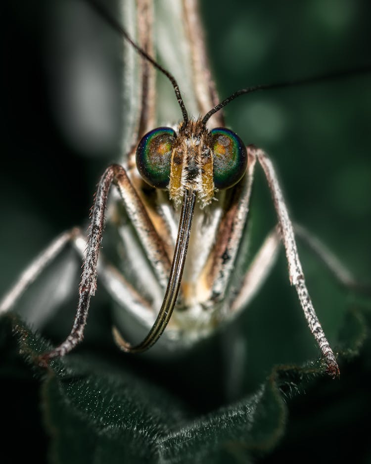 Mosquito Standing On Green Plant Leaf