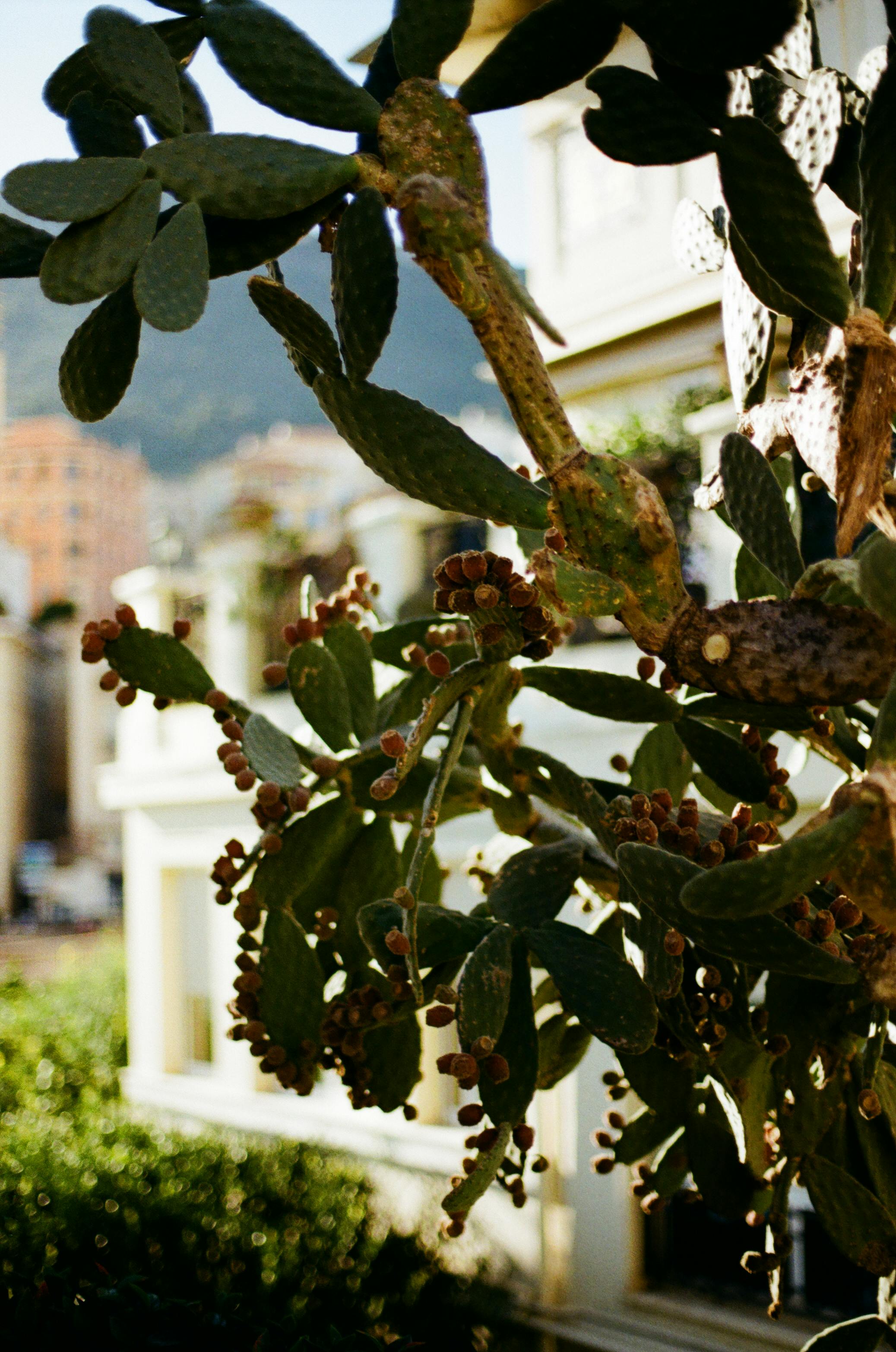 以摩纳哥城市建筑为背景的花椒仙人掌特写