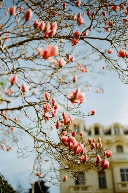 Pink magnolia blossoms bloom against a historic building in Nice, France.