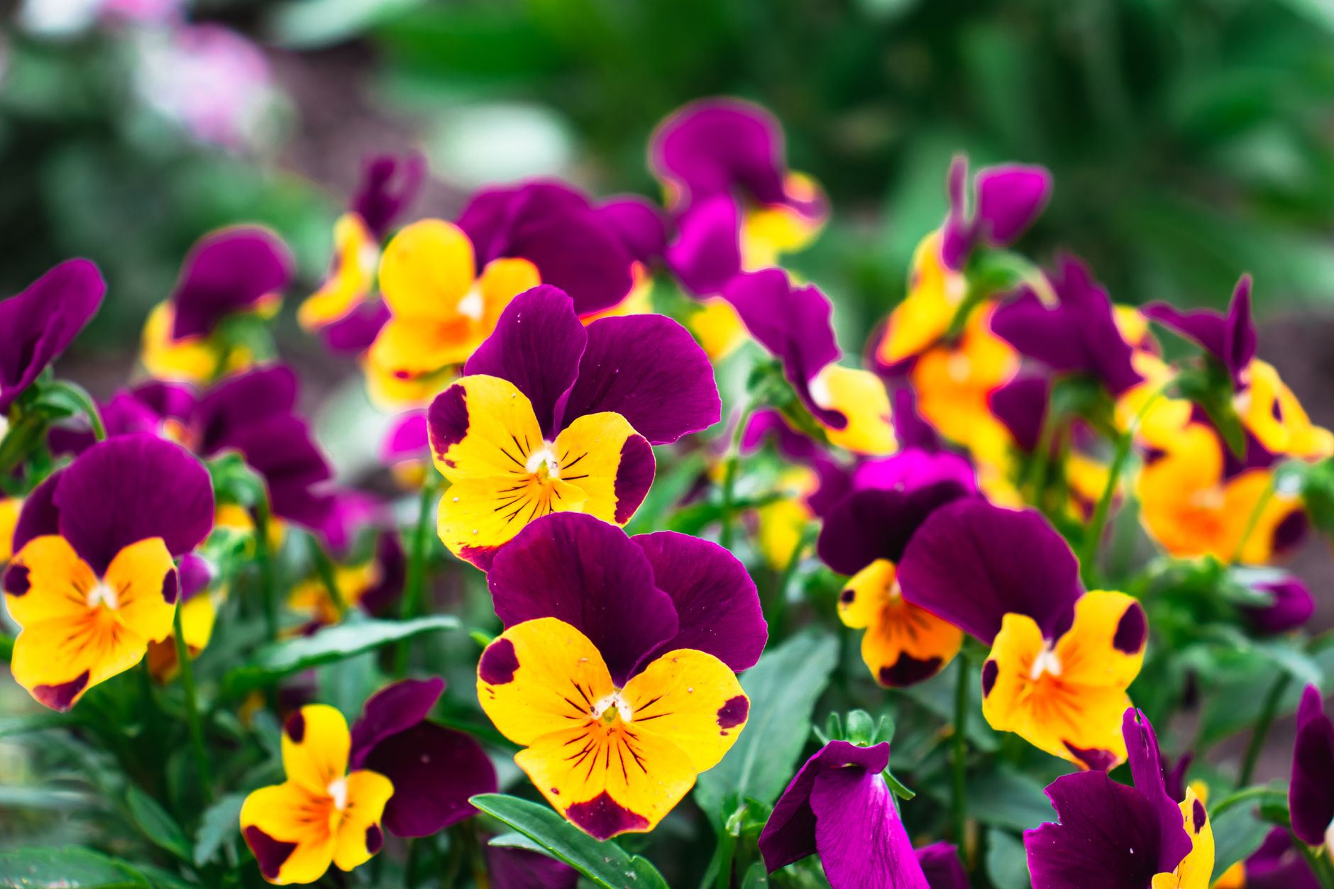 🪕 Le viole amarantine in evidenza nel Ritorno della Notte dei Diavoli! 🎶