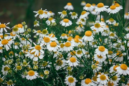 Free White and Yellow Daisy Flowers Stock Photo