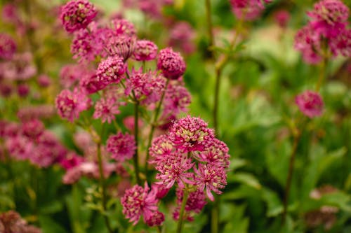 Close up of Flowers