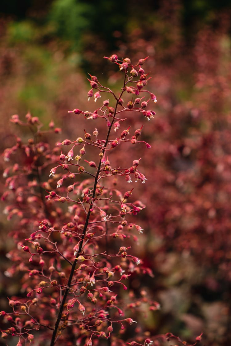 Inflorescence Of Ornamental Grass