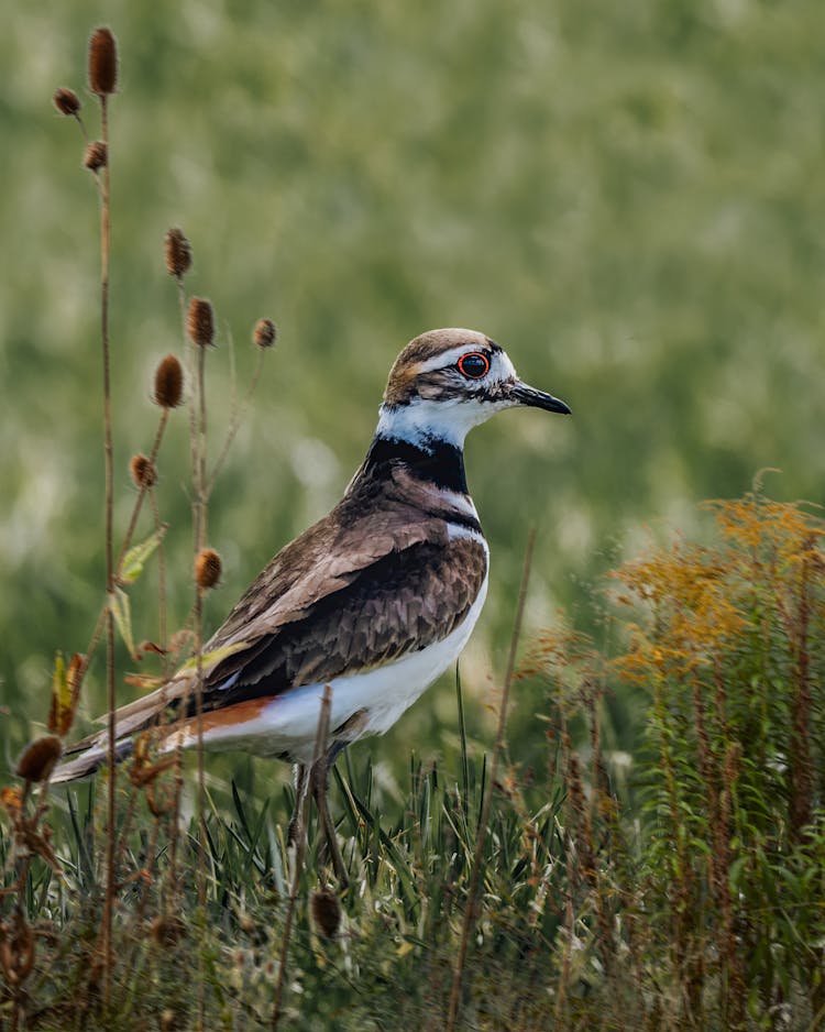 Attentive Plover Bird Standing On Lush Lawn