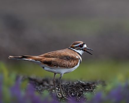 Adorable killdeer plover standing on ground in forest