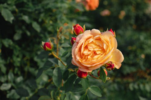 Close-Up Shot of an Orange Rose