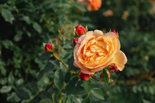 Kostnadsfri bild av apelsinblomma, blommig, blomning