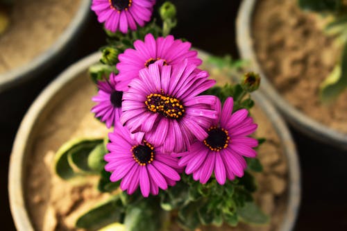 Free stock photo of beauty, bunch of flowers, dehradun