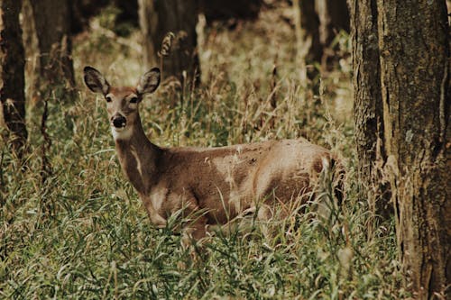 Brown Deer in Autumn Forest