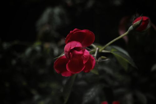Free stock photo of beautiful flowers, blooming flowers, photography Stock Photo