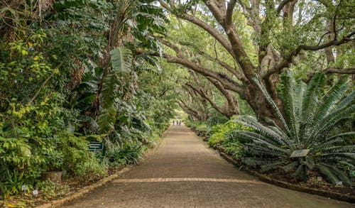 Foto profissional grátis de alameda, arbusto, árvores