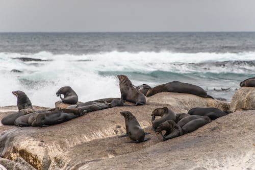 A Colony of Sea Lions on Rock Boulders Near the Sea