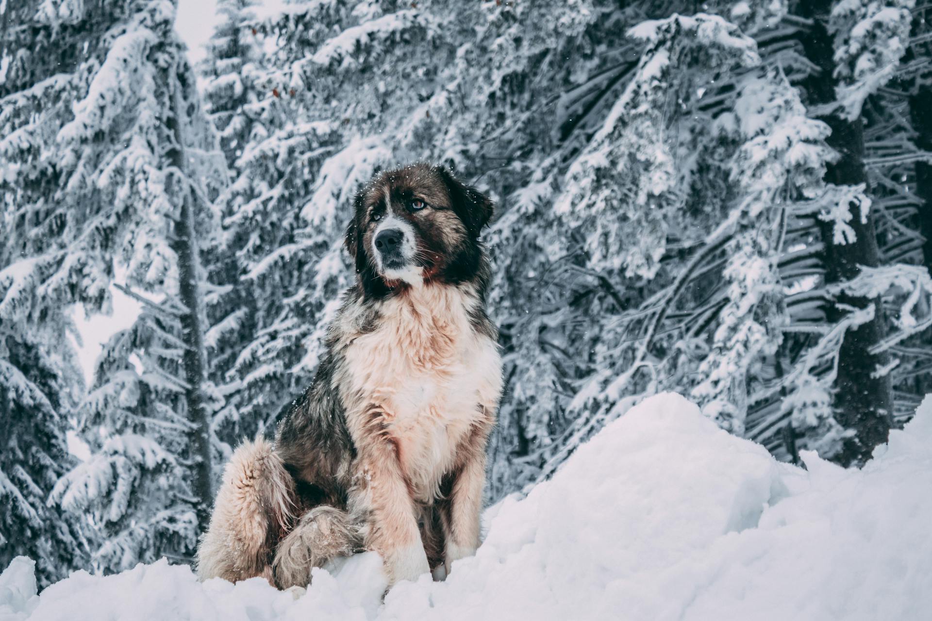 Vit och svart långhårig hund på snötäckt mark