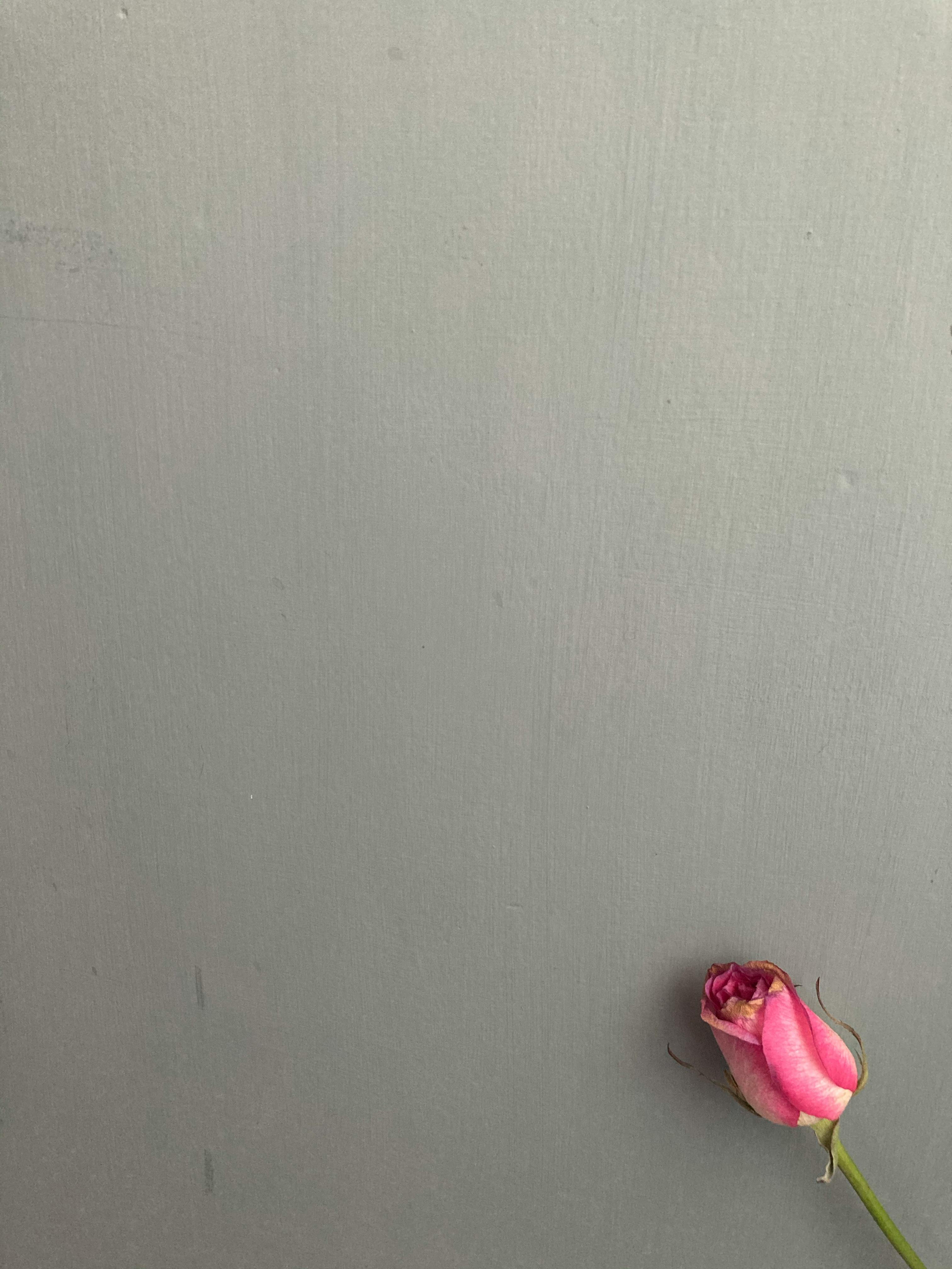 무료 copy space, 간단한 구성, 고립된의 무료 스톡 사진