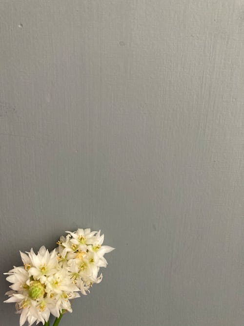 Free White Flower on Gray Background Stock Photo