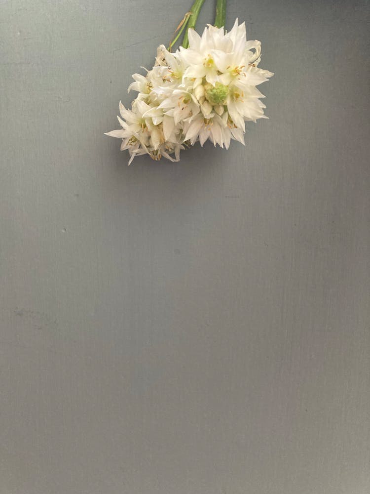 White Flowers Against A Wall