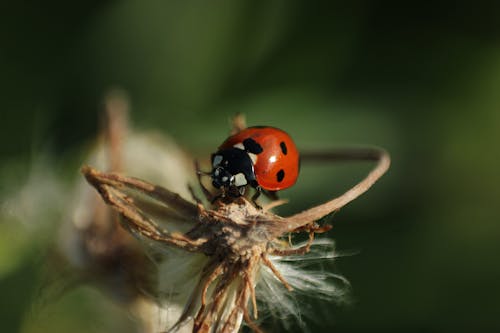 Close-Up Shot of Red Ladybug Perched on Brown Plant