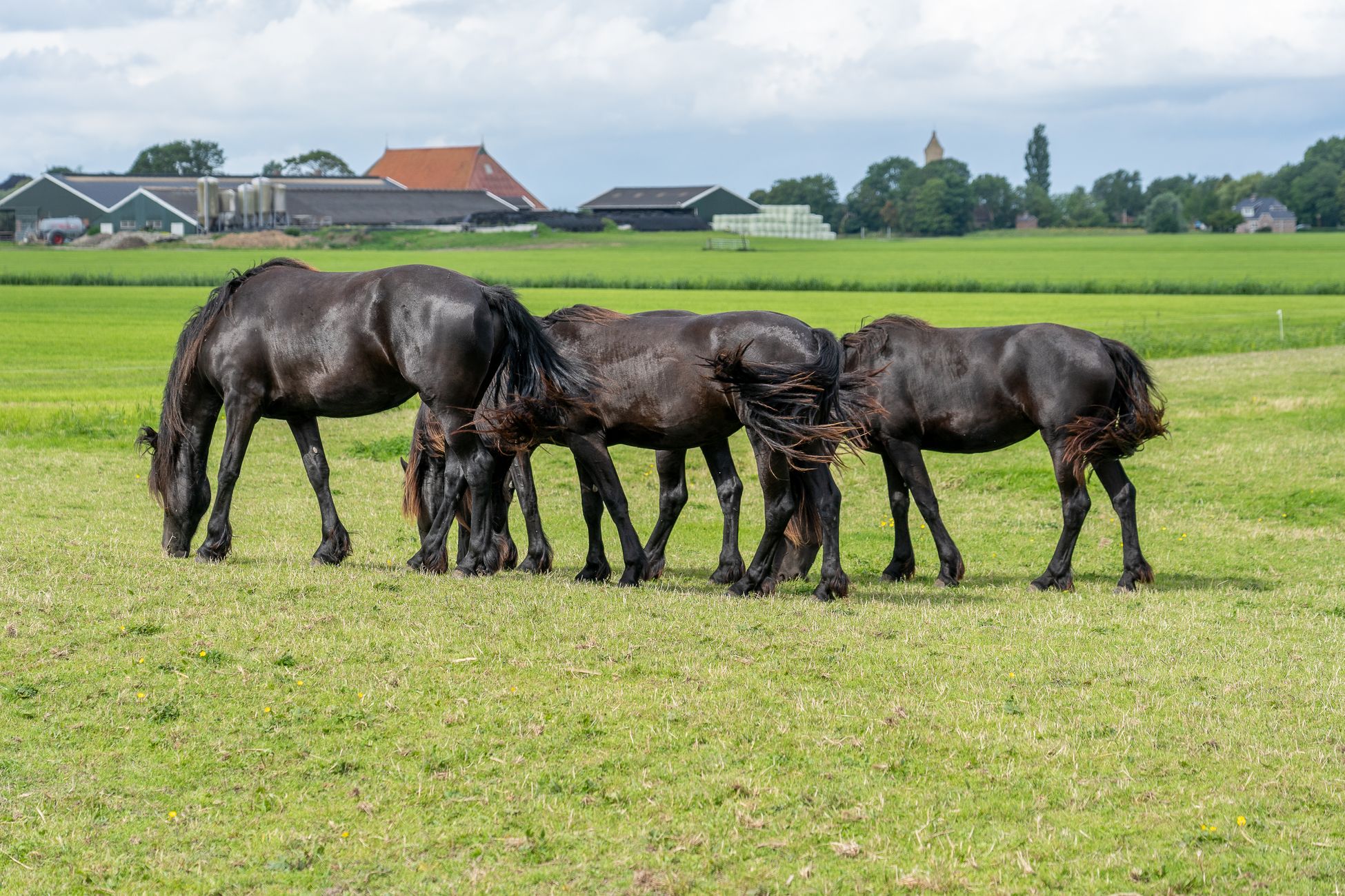 Open dag Herenboeren Land van Weert trekt veel bezoekers