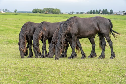 Fotos de stock gratuitas de animales, belleza, caballos