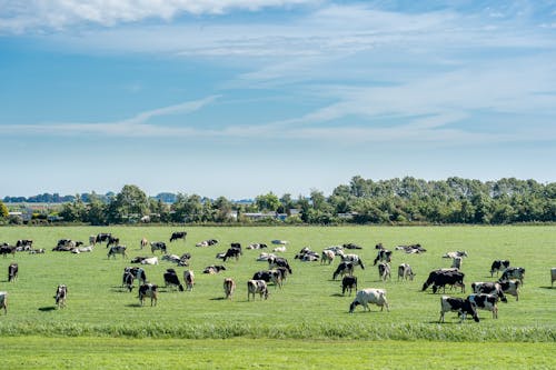 Kostenloses Stock Foto zu feld, grasen, herde