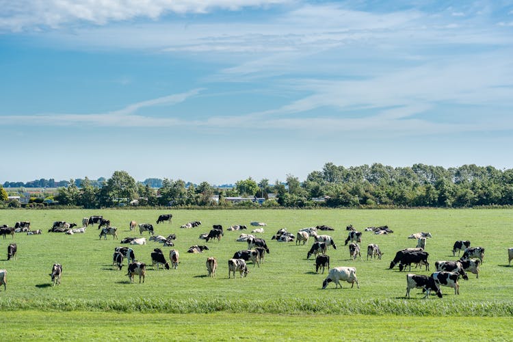 Cows Grazing On Field