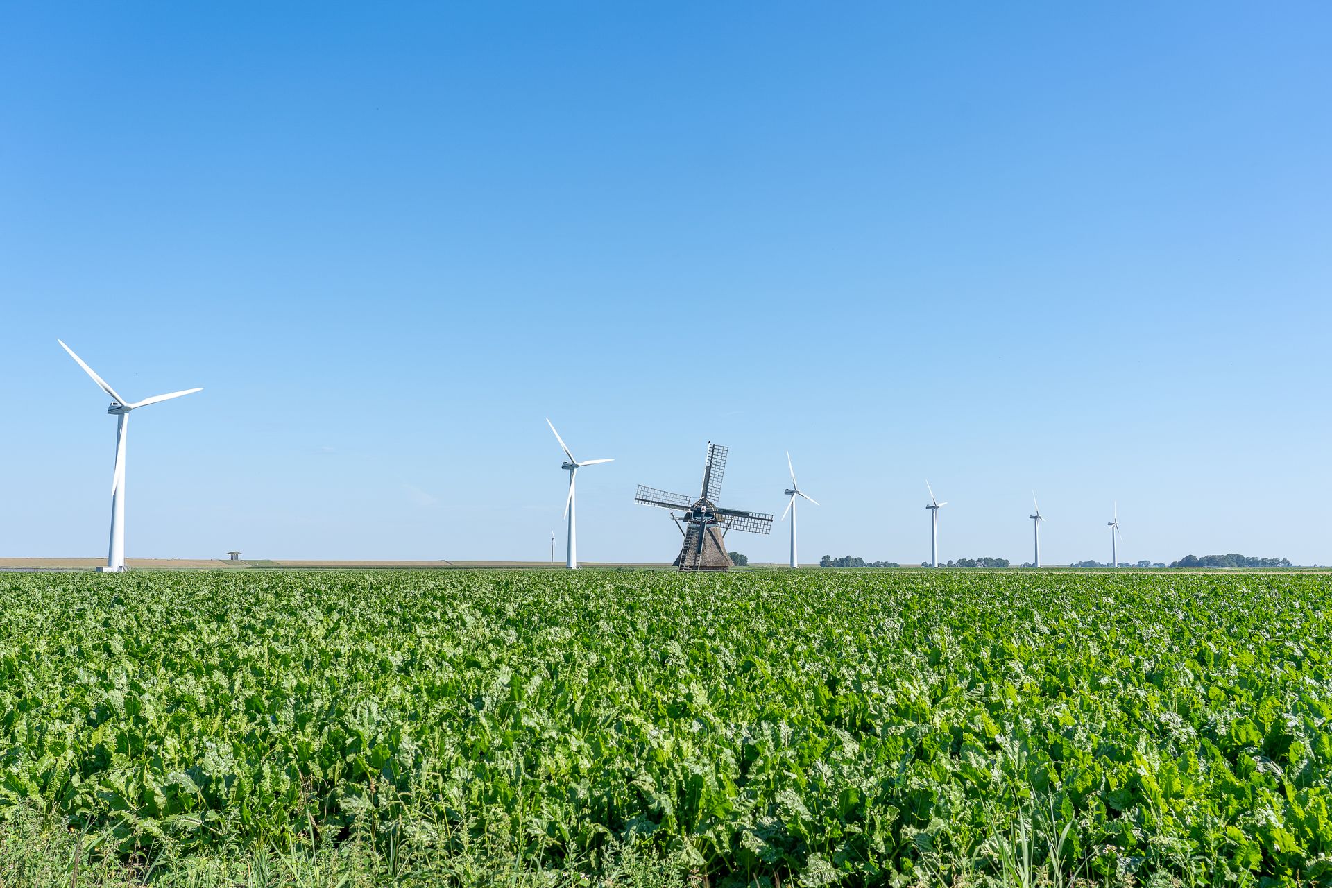 Vast green agricultural field featuring modern wind turbines against a clear blue sky.