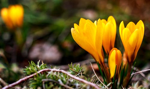 Free stock photo of crocus, flowers, forest