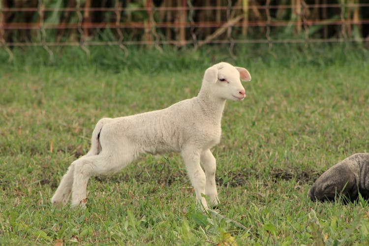 Baby Sheep On Pasture