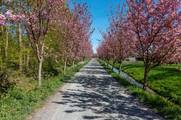 Cherry Blossom Walk jigsaw puzzle