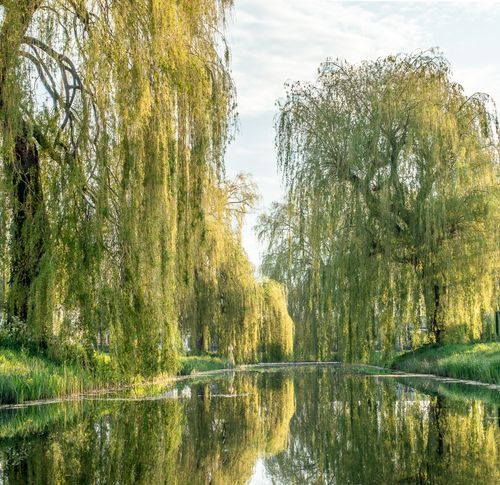 A still pond ringed with willow and marsh growth — photo by Mike van Schoonderwalt on Pexels