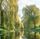 willow tree