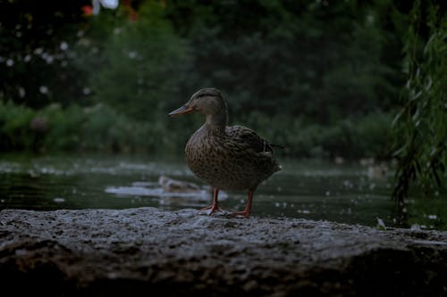 Photo of a Duck