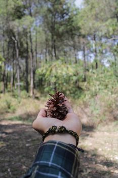 A person holds a pine cone in a vibrant forest, showcasing nature's beauty in Indonesia.