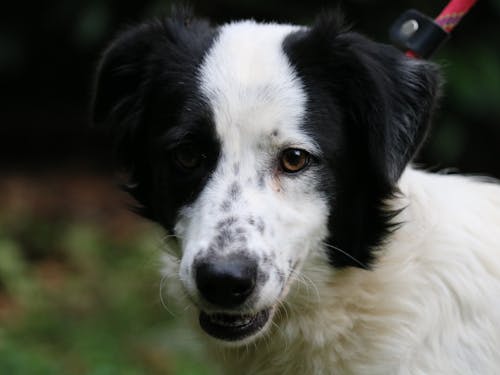 White and Black Border Collie