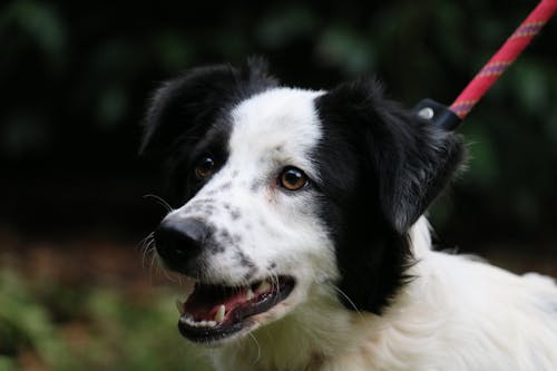 White and Black Border Collie