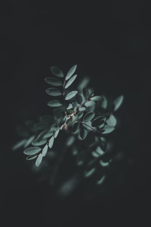 Green Plant in Dark Room