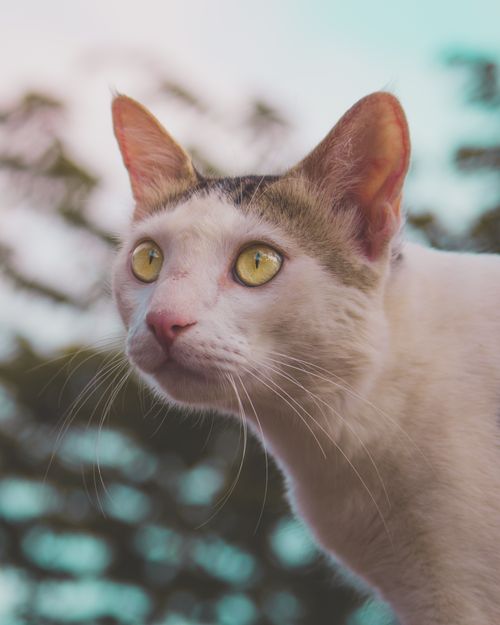 Free Close-up of a domestic cat with yellow eyes and blurred background during daytime outdoors. Stock Photo