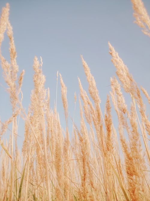 Free A tranquil countryside scene showcasing tall dry grass swaying under a clear blue sky. Stock Photo