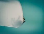 Closeup spooky spider peering out of white plastic surface against blue background