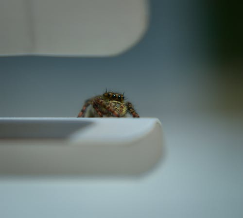 Scary fluffy spider with four eyes sitting on white surface against gray wall in terrarium
